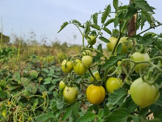 tomatoes on a tree