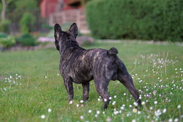 Brindle French Bulldog posing outdoors standing on a green grass with blooming flowers in summer. Backside view