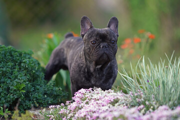 Cute brindle French Bulldog posing outdoors standing in a flowerbed with different blooming flowers in summer