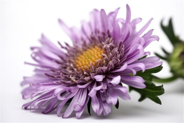 Aster flower isolated on white background. Selective focus