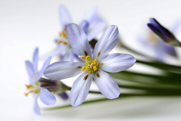 Obraz na płótnie Canvas Closeup of blue-eyed grasses (Sisyrinchium) isolated on white background. Selective focus.