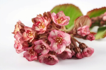 Elephant's ears flower (Bergenia cordifolia) isolated on white background. Native plants in Central Asia. Close view.