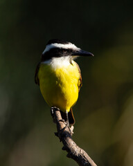 The Great Kiskadee also know as Bem-te-vi perched on a top of tree. Species Pitangus sulphuratus. Animal world. Bird lover. Birdwatching. Flycatcher.
