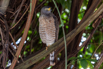The Roadside Hawk also know as Gaviao-carijo perched in the wood. Species Rupornis magnirostris. animalworld. bird lover. Birdwatching. hawk hunting.