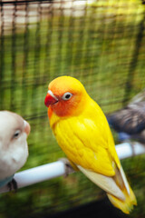 Beautiful Yellow parrots Love Bird in a birdcage. Shoot from top and side angle