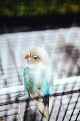 Love Birds in the bird cage shoot from top view