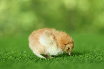 Cute chick on green artificial grass outdoors, closeup. Baby animal