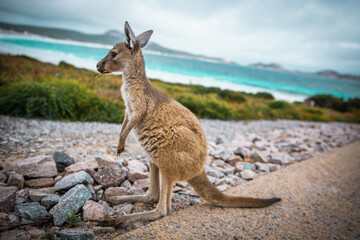 Kangaroo The Beach