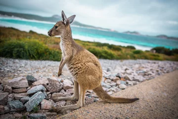 Fotobehang kangaroo in the beach © Mirko