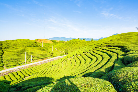 Fungus Mountain Tea Garden, Zouma Town, Hefeng County, Enshi, Hubei, China