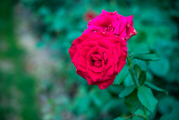 single red rose