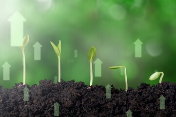 Young green plants. Growing finance concept