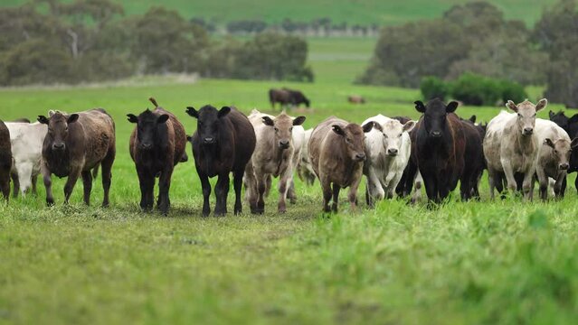 Close up of Stud speckle park Beef bulls, cows and calves grazing on grass in a field, in Australia. breeds of cattle include speckle park, murray grey, angus, brangus and wagyu on long pasture 