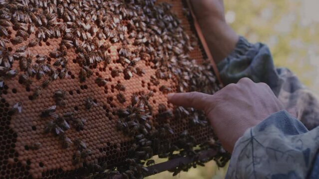 The beekeeper holds a frame with honeycombs of bees in his hands. He points his finger at the queen of the swarm in the hive. Business in the apiary in the forest, the maintenance of colonies