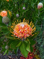 blooming flower