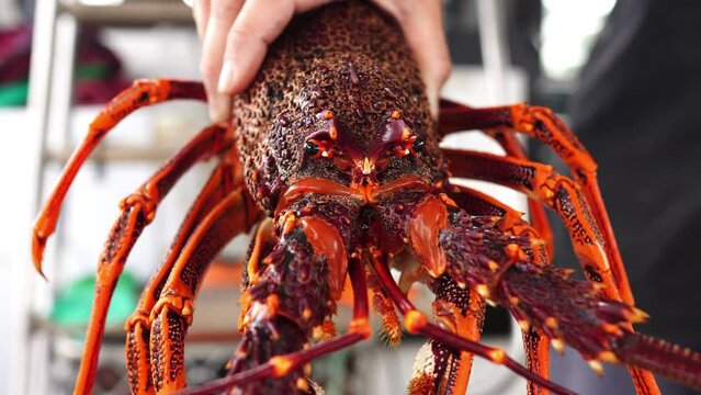 close up of a Catching live Lobster in America. lobster crayfish in Tasmania Australia. ready for chinese new year in spring