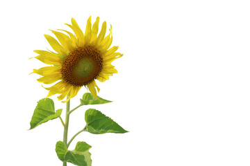 Isolated image of sunflower on png file at transparent background.