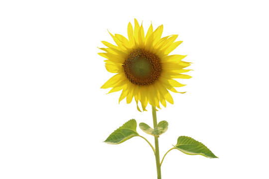 Isolated image of sunflower on png file at transparent background.