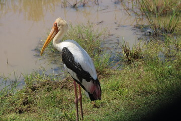 Ohio Birds and Biodiversity