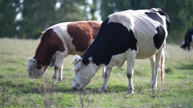 Close up of Stud speckle park Beef bulls, cows and calves grazing on grass in a field, in Australia. breeds of cattle include speckle park, murray grey, angus, brangus and wagyu on long pasture 