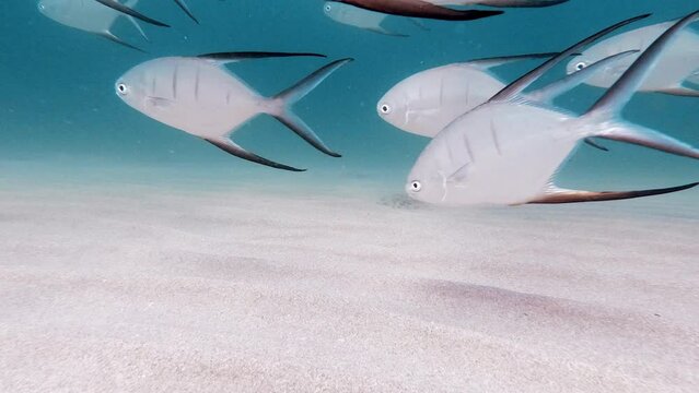 seafloor with school of fish