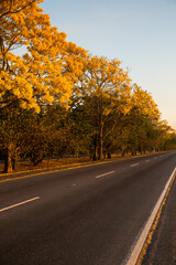 Naklejka premium road in autumn