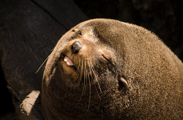 Naklejka premium A close-up of the face of a male south american fur seal on an island. The fur seal is with its eyes closed and sticking out its tongue