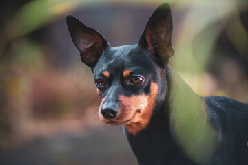 portrait of a dog pinscher