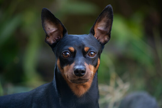 close up of a dog pinscher