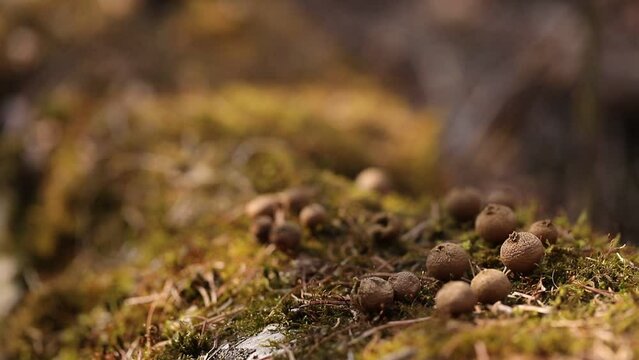 Small dry puffball mushrooms in a round shape on a mossy surface with blurry reflections from the sun close-up.