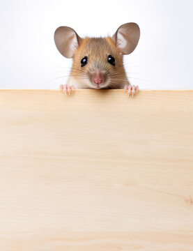 Mouse holding a blank wood boad isolated on white background.