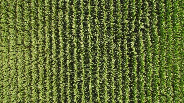 Corn field agricultural landscape cinematic footage. View on corn maize seedling in the farm field. Biomass crops in agriculture. Production, plantation and harvest concept.