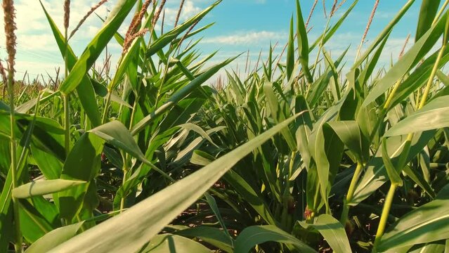 Close up of growing young maize of corn seedling plants cultivated on agricultural countryside farmland. Inspection of crops on sunny day. Wind movement in green corn field. Food agriculture.