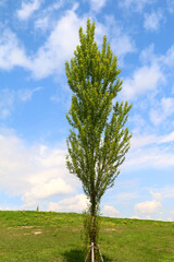 Obraz premium ポプラ 4月撮影