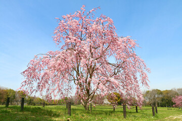 シダレザクラ　4月撮影