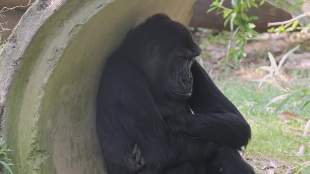 4K Footage of a Sitting Western Lowland Gorilla
