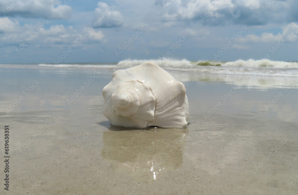 Wall mural beautiful white seashell on ocean background in atlantic coast of north florida