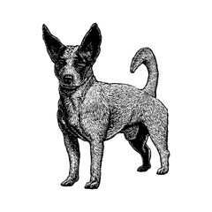 Jack-Chi mix breed dog hand drawing vector isolated on background.	