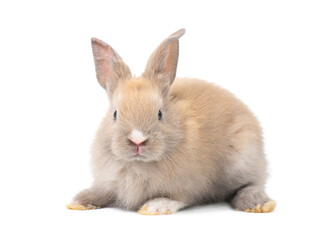 Front view of baby grey rabbit sitting on white background. Lovely action of baby rabbit.