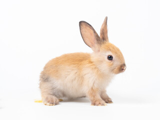 Orange-brown cute baby rabbit during excretion on white background. Lovely young brown rabbit defecate pee and shit. Rabbit excretion behavior.