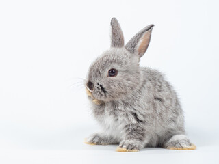 Side view of baby gray rabbit sitting and licking foot on white background. Lovely action of young rabbit.