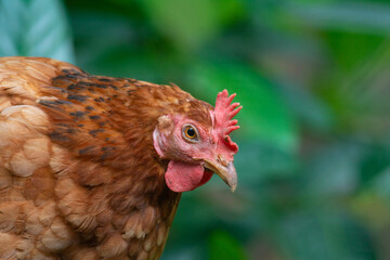 hen close up