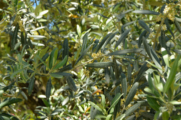 Obraz premium Background of olive leaves, flowering olive branches on a sunny day