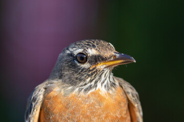 Close up portrait of American Robin's eye, beak, and feathers during sunny fall