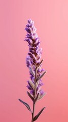 Lavender purple flower blurred background. AI Generated