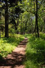 Obraz premium path in the woods