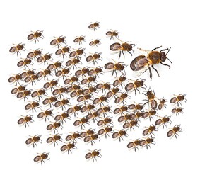swarm of wild bees in flight