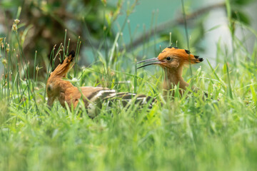 Beautiful bird family.Two common Hoopoe(Upupa epops) exciting perching together on thin wooden branch over green bokeh background in wild nature.