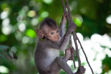可愛いサル