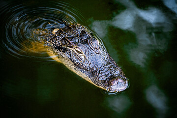 Alligator on Daufuskie Island